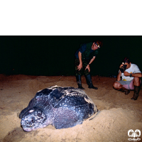 گونه لاکپشت چرمی Leatherback Turtle